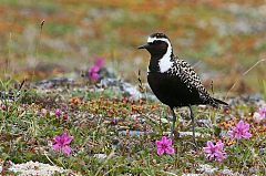 American Golden-Plover